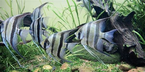 17 Popular Types of Angelfish: Tank Size, Maximum Growth Size, Defining Features