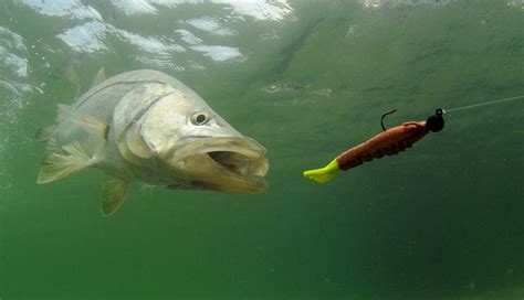 Fishing for Snook | Snook Fishing Tips