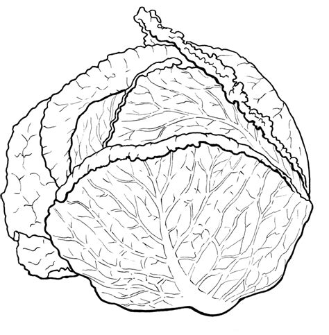 Download Cabbage Vegetable Full Size Png Image Pngkit