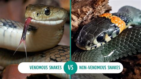 Venomous vs Non-Venomous Snakes: 6 Glaring Differences