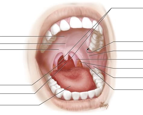 H N Ch 2 Inside Oral Cavity Labeling Diagram Quizlet