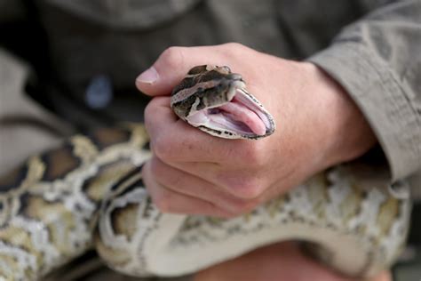 Snake Hunters Descend On Florida Everglades For Python Killing