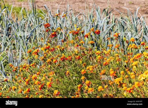 Allotment Garden With African Marigold Against Nematodes In Marum In