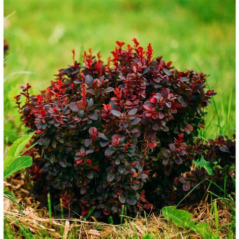 Two Gallon Potted Admiration Barberry Pp Berberis Thunbergii