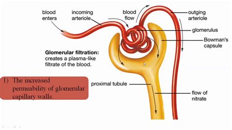 Glomerular Filtration Rate Wikipedia, 59% OFF