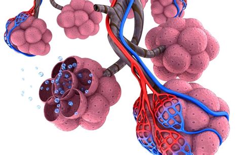 What Do the Alveoli Do? | Alveoli Function in Gas Exchange