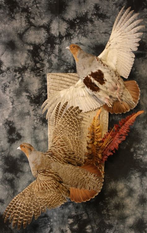 Upland Birds Legacy Taxidermy