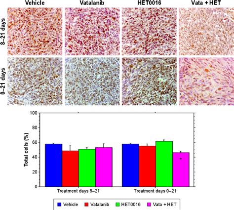 Proliferative Capacity Notes Histochemical Images And Analysis Of