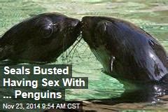 Seals Busted Having Sex With Penguins