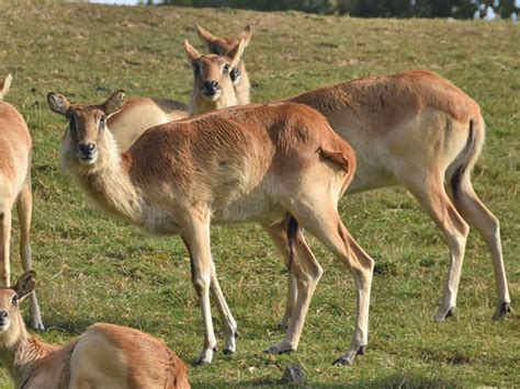 Kobus Megaceros Nile Lechwe In Zoos