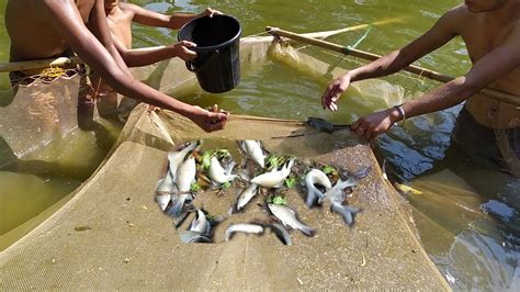 Traditional Village Fishing In Asia Amazing Fishing System Youtube