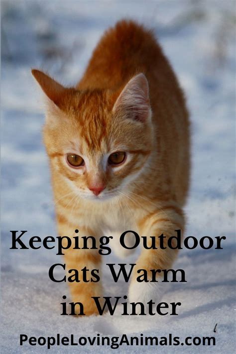 Keep Outdoor Cats Warm In Winter