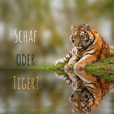 Vom kleinen Tiger » Zeit zu leben