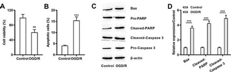 Full Article Circular Rna Dennd4c In H9c2 Cells Relieves Ogdr Induced