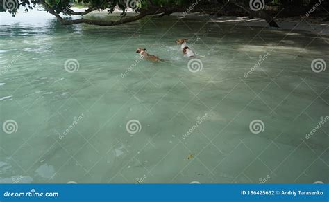 Dogs playing in the water stock photo. Image of river - 186425632