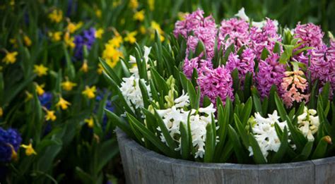 How To Grow Hyacinth Bulbs: Planting & Guide & Care Tips - EmbraceGardening