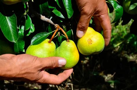 Peras Y Manzanas M S De Hect Reas Afectadas Por La Ca Da De