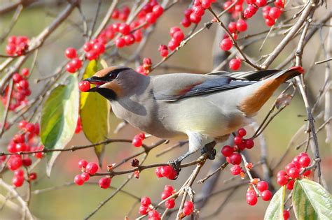 Der Fr He Vogel Bekommt Ein Fr Hst Ck Exkursion Geo Naturpark