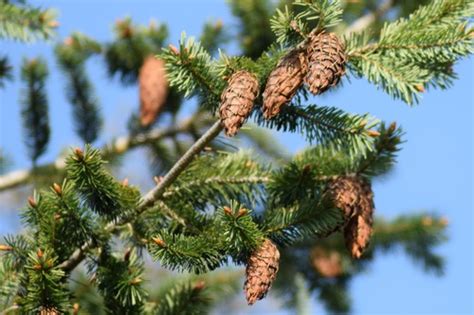 Common Douglas Fir Washington Olympic Peninsula · Inaturalist