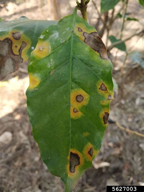 Coffee Leaf Rust Hemileia Vastatrix