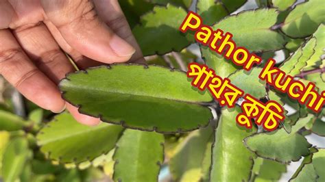 Pathor Kuchi Indoor Plant Youtube