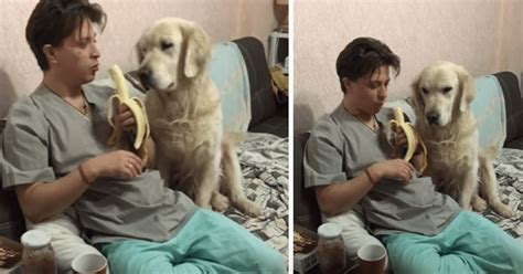 Facebook viral perro aprovecha la distracción de su dueño para darle