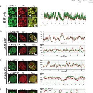 Intranuclear dynamics of HMGN protein. HMGN can bind to chromatin ...