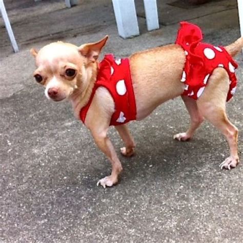 14 Chihuahua Costumes That Will Definitely Make You Laugh - PetPress