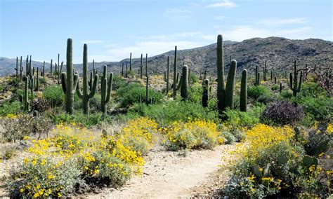 Plant diversity will decline along with rainfall in dry regions - Earth.com