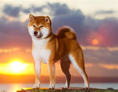 Inaridou Shiba: Shiba as a breed