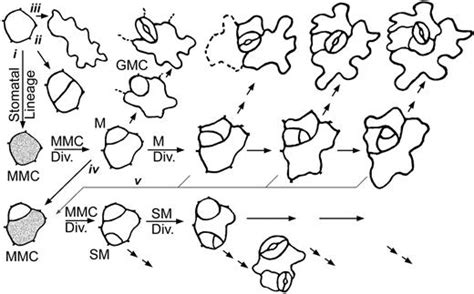 Oriented Asymmetric Divisions That Generate The Stomatal Spacing