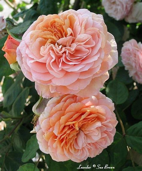 Photo of the bloom of English Shrub Rose (Rosa 'Leander') posted by ...