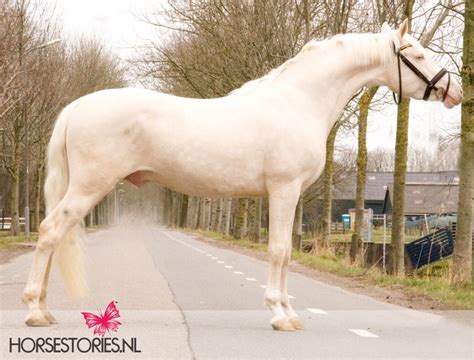 Cremello Sportponyhengst Boktnl