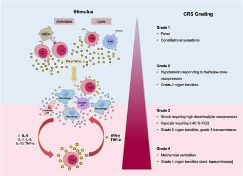 Cytokine Release Syndrome Springerlink