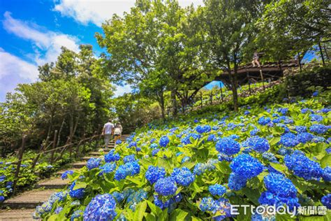 北宜公路「石牌縣界公園」免費繡球花海正美 登觀景台遠眺龜山島 Ettoday旅遊雲 Ettoday新聞雲