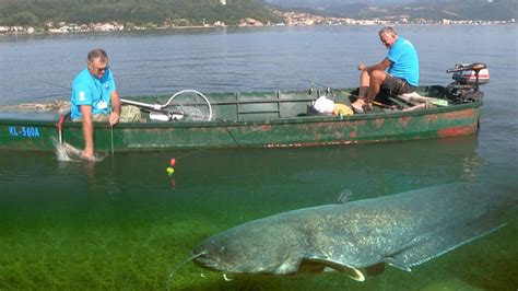 Pecanje Soma Na Dunavu Bu Ka Tekija Takmi Enje Zlatna Bu Ka