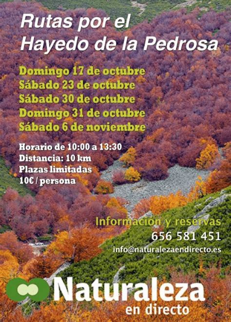 Rutas Por El Hayedo De La Pedrosa