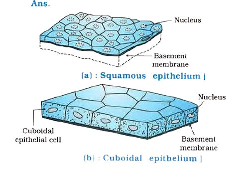 Stratified Squamous Epithelium Labeled Diagram