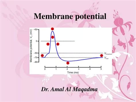 PPT - Membrane potential PowerPoint Presentation, free download - ID ...