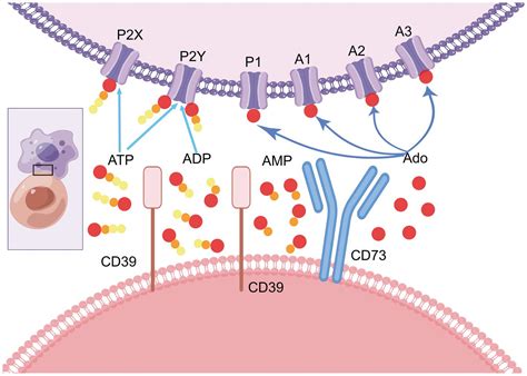 Frontiers Cd A Significant Protein In Liver Diseases