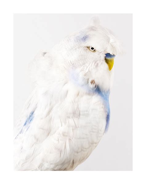 Portrait Of A Budgerigar Exhibited 2010 Leila Jeffreys