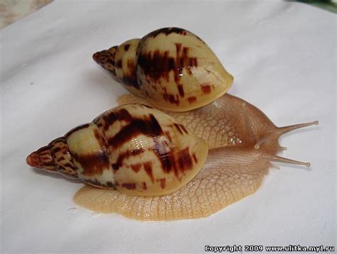 Achatina albopicta - Alchetron, The Free Social Encyclopedia