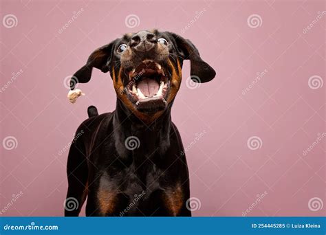 Doberman Funny Action Shot Stock Image Image Of Face 254445285