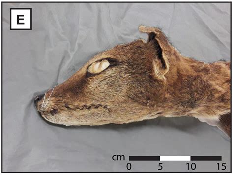 RNA recovered from Tasmanian tiger—a first for extinct animal | Science ...