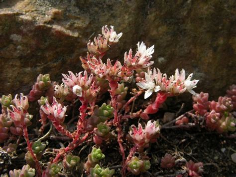 Sedum Anglicum