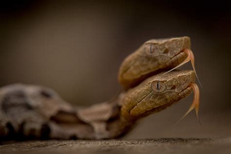 The Life and Viral Fame of Virginia's Two-Headed Snake | WIRED