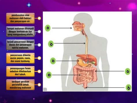 Fungsi Organ Pencernaan Sd Labelled Diagram