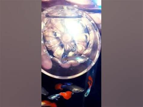#самара#гуппи #голубая мозайка - YouTube