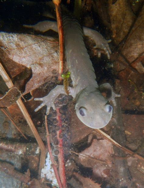 Jefferson Salamander Eggs