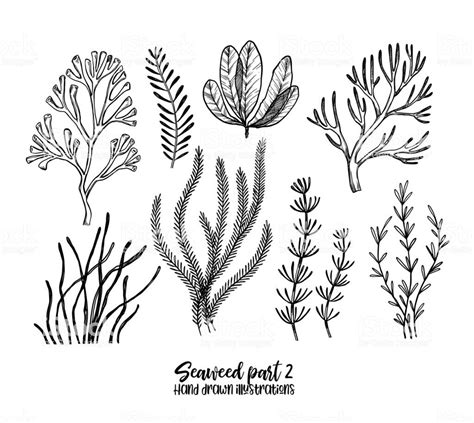 Hand Drawn Vector Illustrations Seaweed Herbal Plants In Sketch